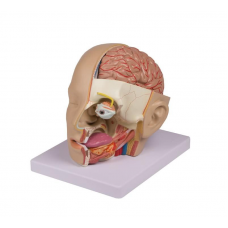 Head Dissection, 4 Parts